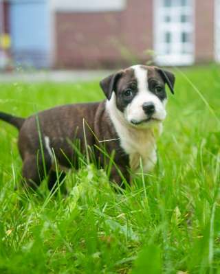 Тигровые девочки Амстаффтерьера бронь