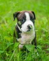 Тигровые девочки Амстаффтерьера бронь