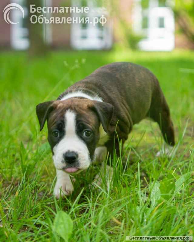 Тигровые девочки Амстаффтерьера бронь