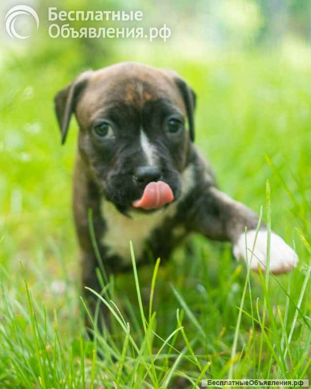 Тигровые девочки Амстаффтерьера бронь