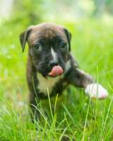 Тигровые девочки Амстаффтерьера бронь