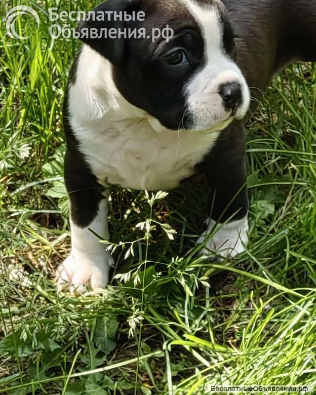 Красивые черные мальчики Амстаффтерьера