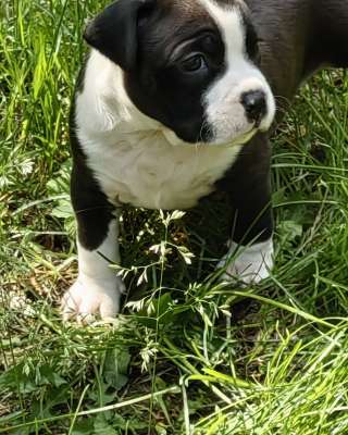 Красивые черные мальчики Амстаффтерьера