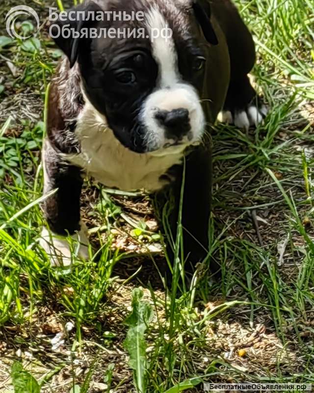 Красивые черные мальчики Амстаффтерьера