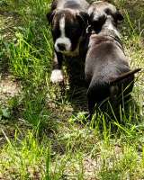 Красивые черные мальчики Амстаффтерьера