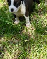 Красивые черные мальчики Амстаффтерьера