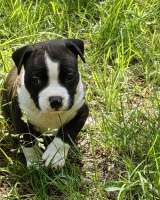 Красивые черные мальчики Амстаффтерьера