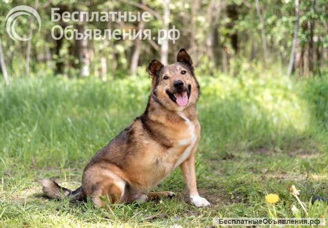 Собака-улыбака Рокки, сладкий пирожок