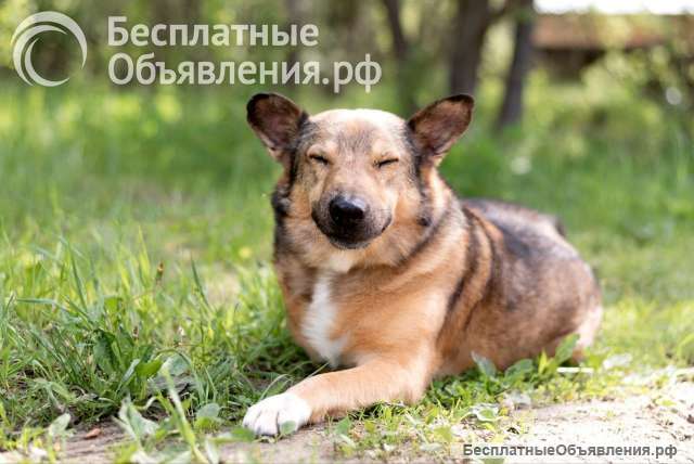 Собака-улыбака Рокки, сладкий пирожок