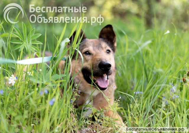 Собака-улыбака Рокки, сладкий пирожок
