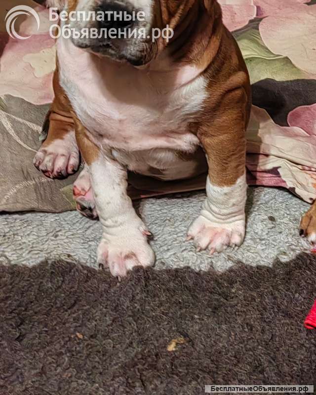 Красивая рыжая девочка Амстаффтерьера ркф