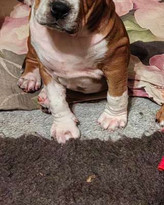 Красивая рыжая девочка Амстаффтерьера ркф