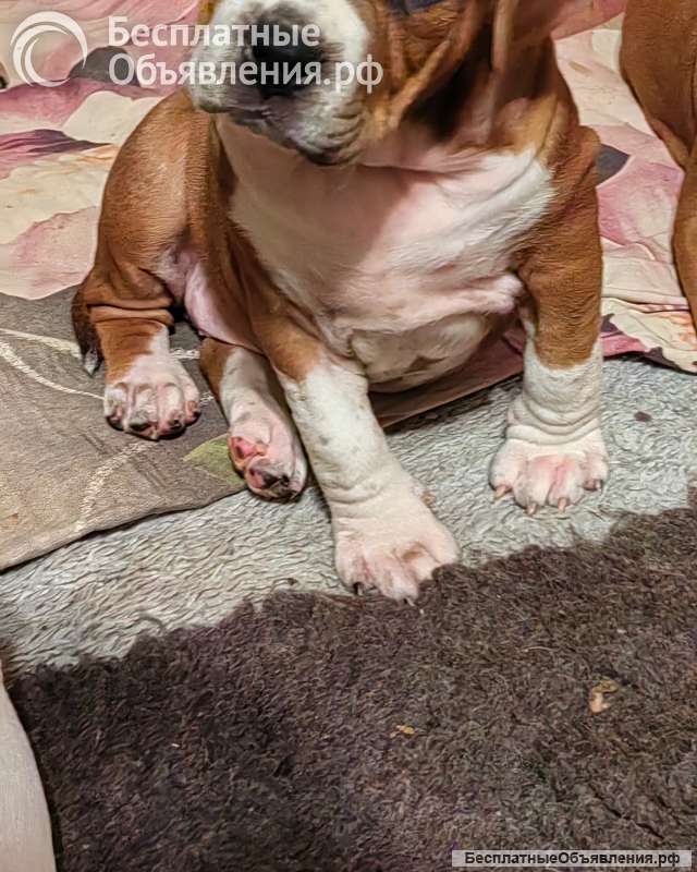 Красивая рыжая девочка Амстаффтерьера ркф