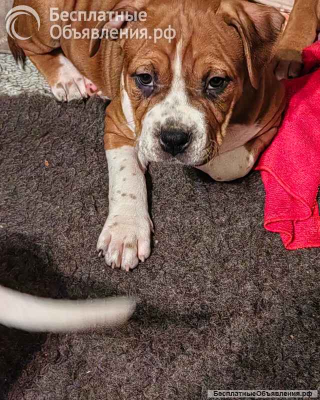 Красивая рыжая девочка Амстаффтерьера ркф