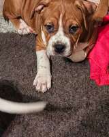 Красивая рыжая девочка Амстаффтерьера ркф