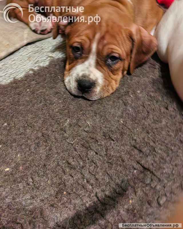 Красивая рыжая девочка Амстаффтерьера ркф