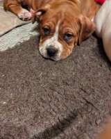 Красивая рыжая девочка Амстаффтерьера ркф