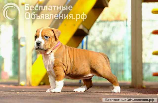 Красивая рыжая девочка Амстаффтерьера ркф