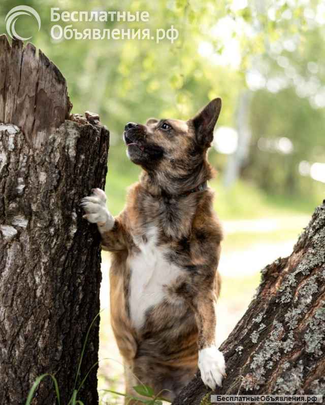 Тигровый кабанчик, звать Софа