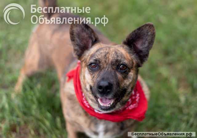 Тигровый кабанчик, звать Софа