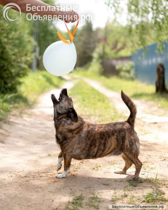 Тигровый кабанчик, звать Софа