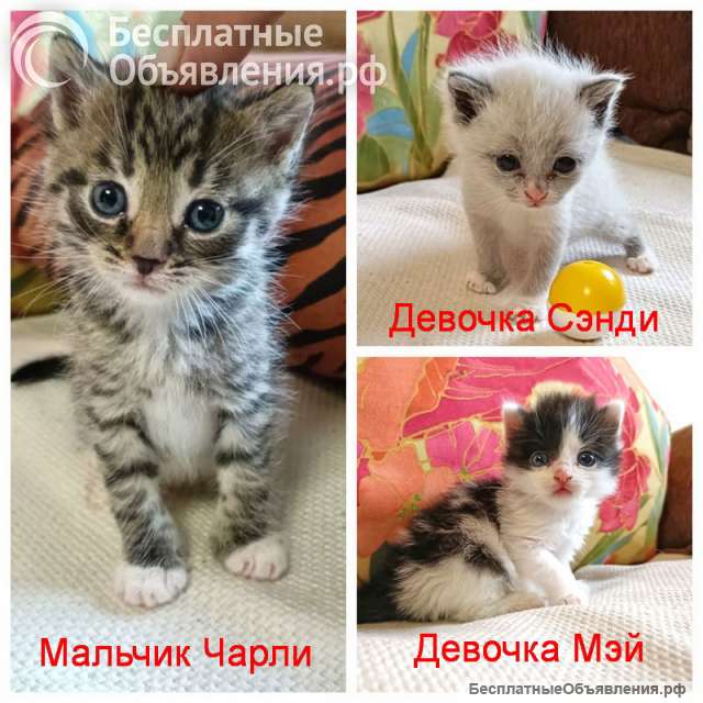 Крошечки-котята, мальчик и девочки ищут дом