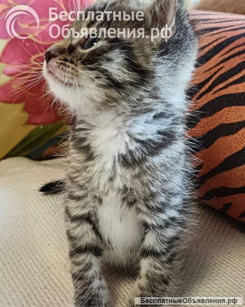 Крошечки-котята, мальчик и девочки ищут дом