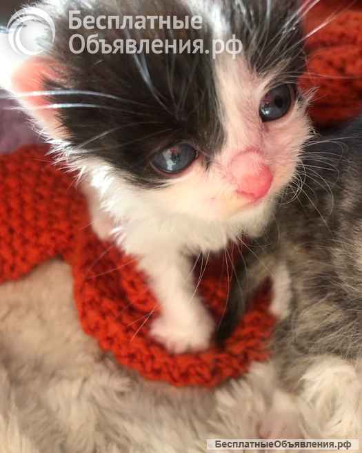 Крошечки-котята, мальчик и девочки ищут дом