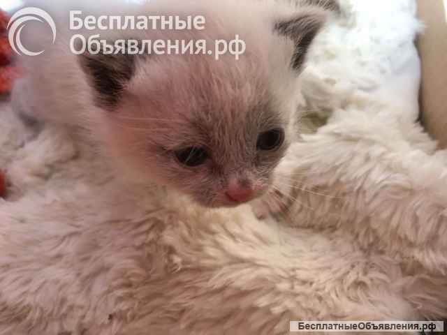 Крошечки-котята, мальчик и девочки ищут дом