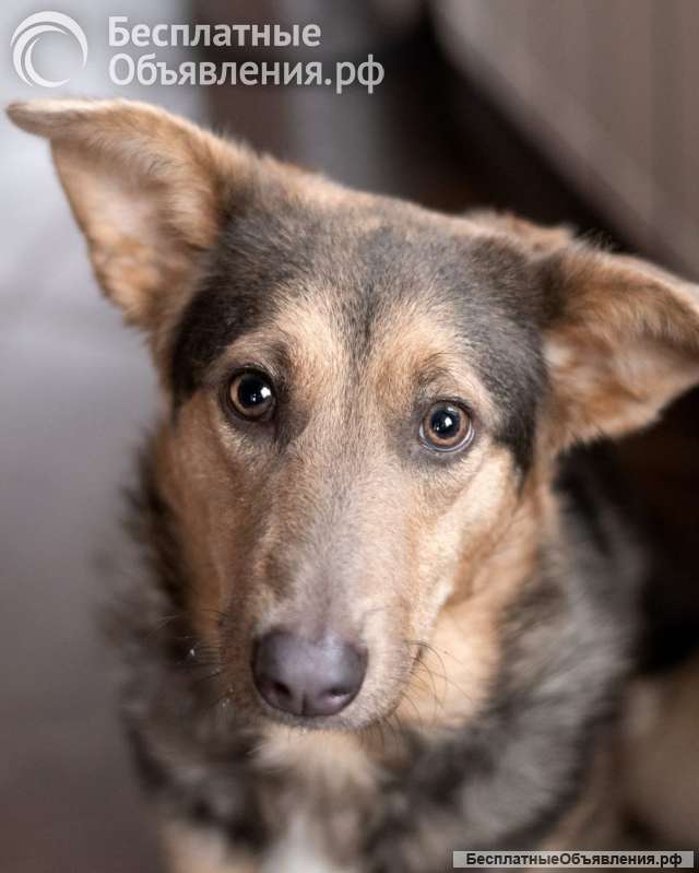 Эльфийская красота, Айва из леса