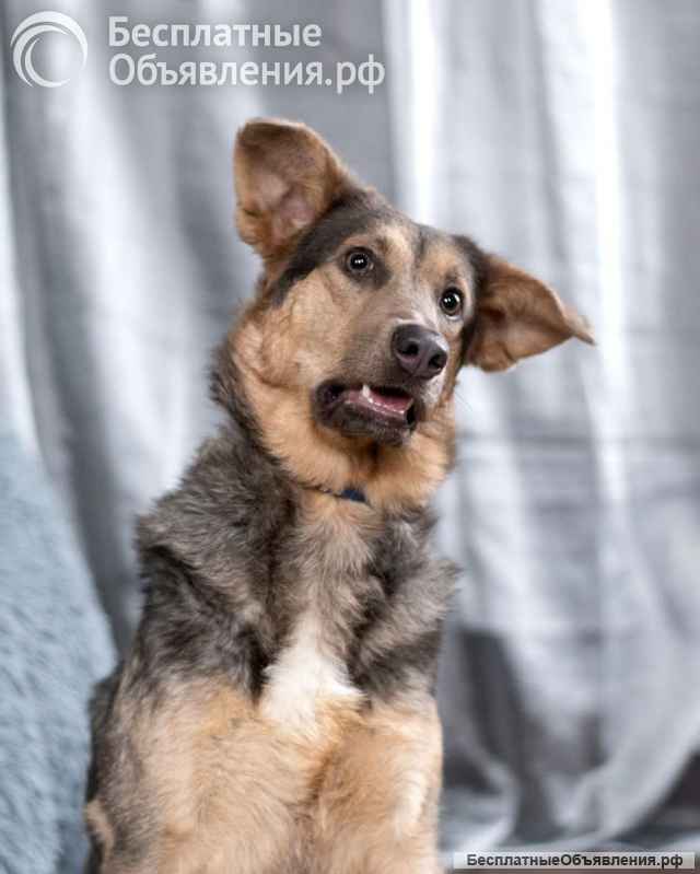 Эльфийская красота, Айва из леса