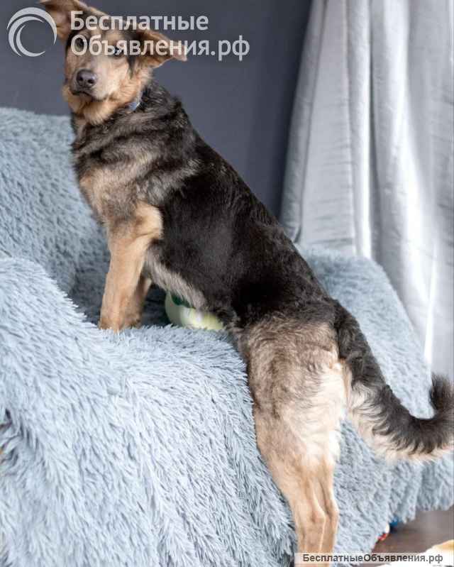 Эльфийская красота, Айва из леса