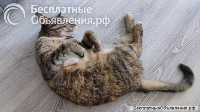 Кошка Яшка в добрые руки