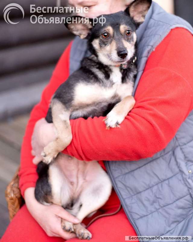 Вишенка на торте (метис чихуахуа). В дар