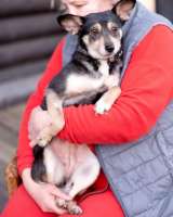 Вишенка на торте (метис чихуахуа). В дар