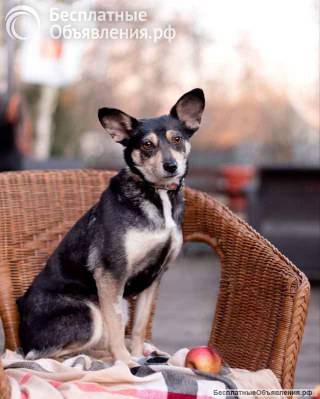 Вишенка на торте (метис чихуахуа). В дар