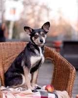 Вишенка на торте (метис чихуахуа). В дар