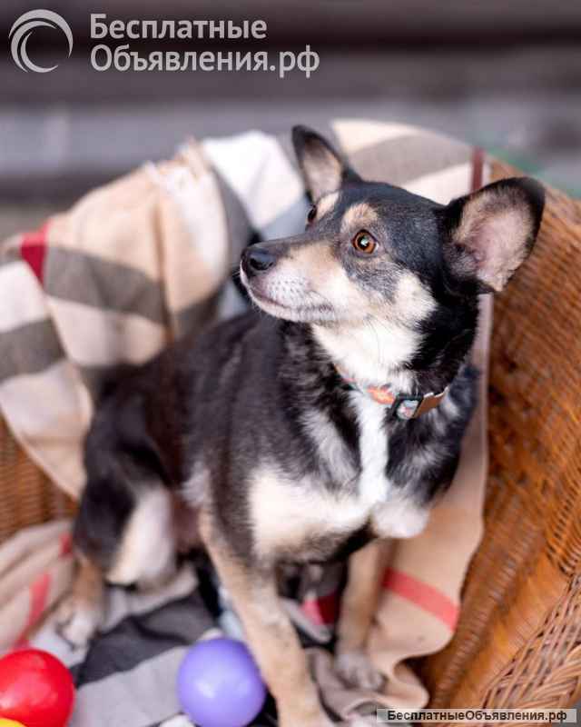 Вишенка на торте (метис чихуахуа). В дар