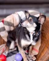 Вишенка на торте (метис чихуахуа). В дар