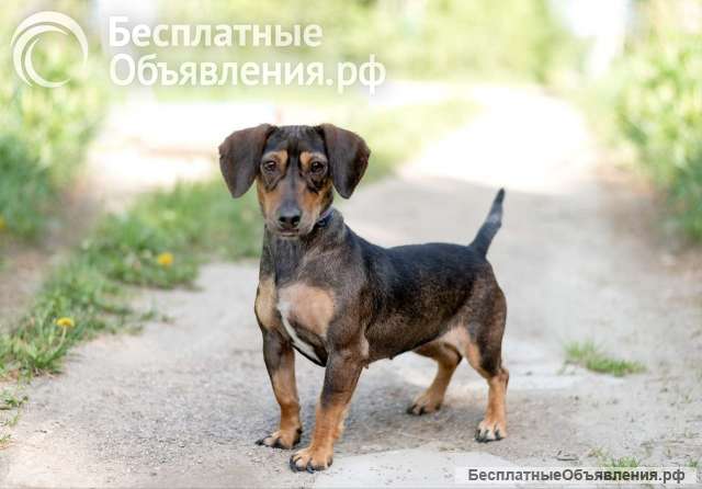 Бусинка (метис таксы). В дар