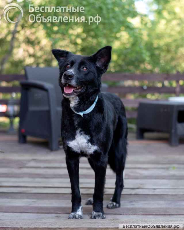 Бимка, хороший парнишка ищет любовь человека