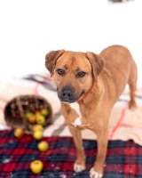 Тайна вселенной (метис питбуля). В дар