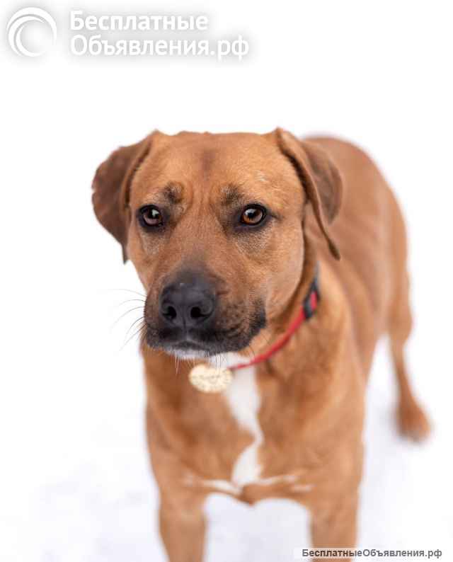Тайна вселенной (метис питбуля). В дар