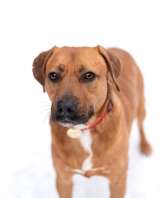 Тайна вселенной (метис питбуля). В дар