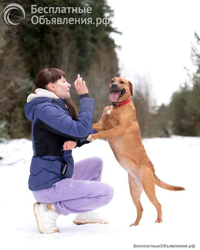 Тайна вселенной (метис питбуля). В дар