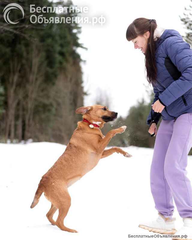 Тайна вселенной (метис питбуля). В дар