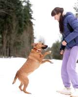 Тайна вселенной (метис питбуля). В дар