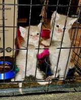 Совсем маленькие котята мальчики и девочки в добрые руки