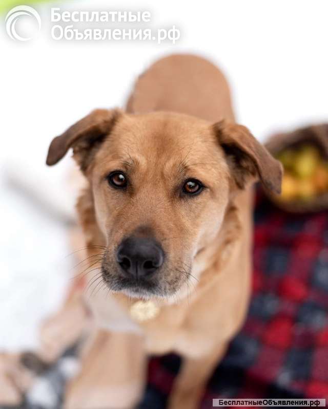 Тома. Сильная девочка палевого окраса