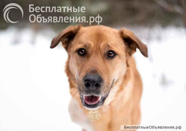 Тома. Сильная девочка палевого окраса